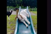Goats play on a slide at Manorafon Farm Park